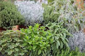 HERB GARDEN