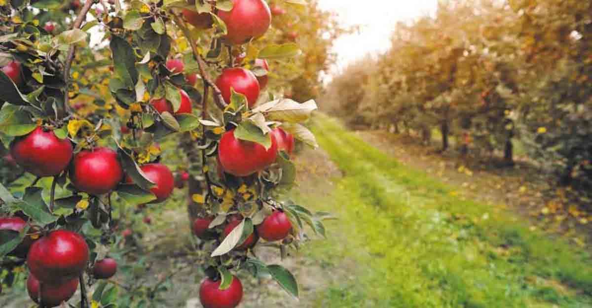 Orchards